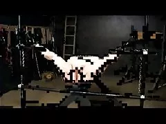 살 찐 암소 전기 고문