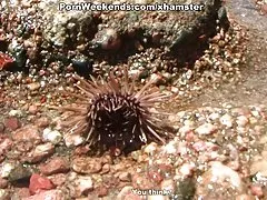 공공 장소에서 젊은 호 색 한 부부가 다