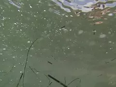 뜨거운 해변 여자 피부 여름 2014 많이 보여주는